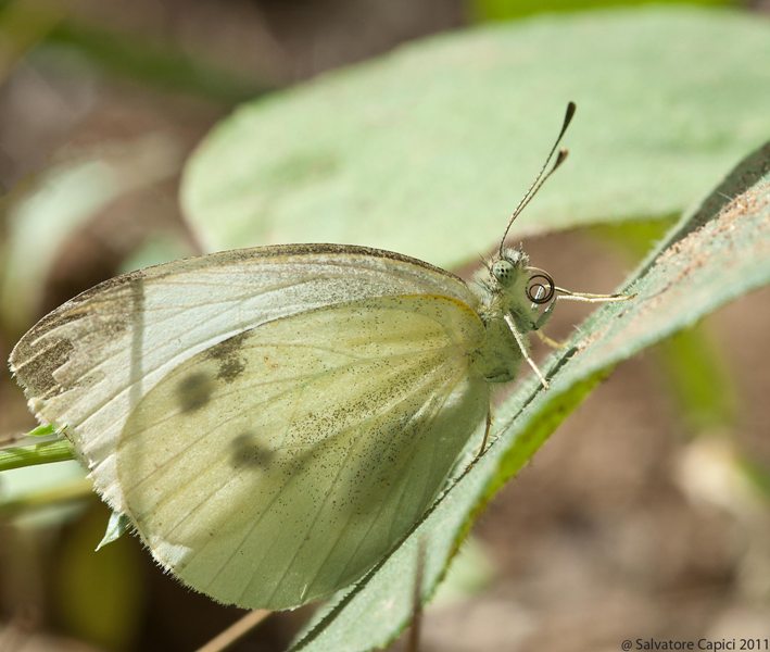 Pieris rapae o mannii ?